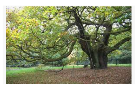 How to care for oak trees