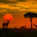 The First Timer’s Guide to an African Safari