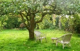 Planning a New Garden Tree That you Don’t Have to Wait to Grow